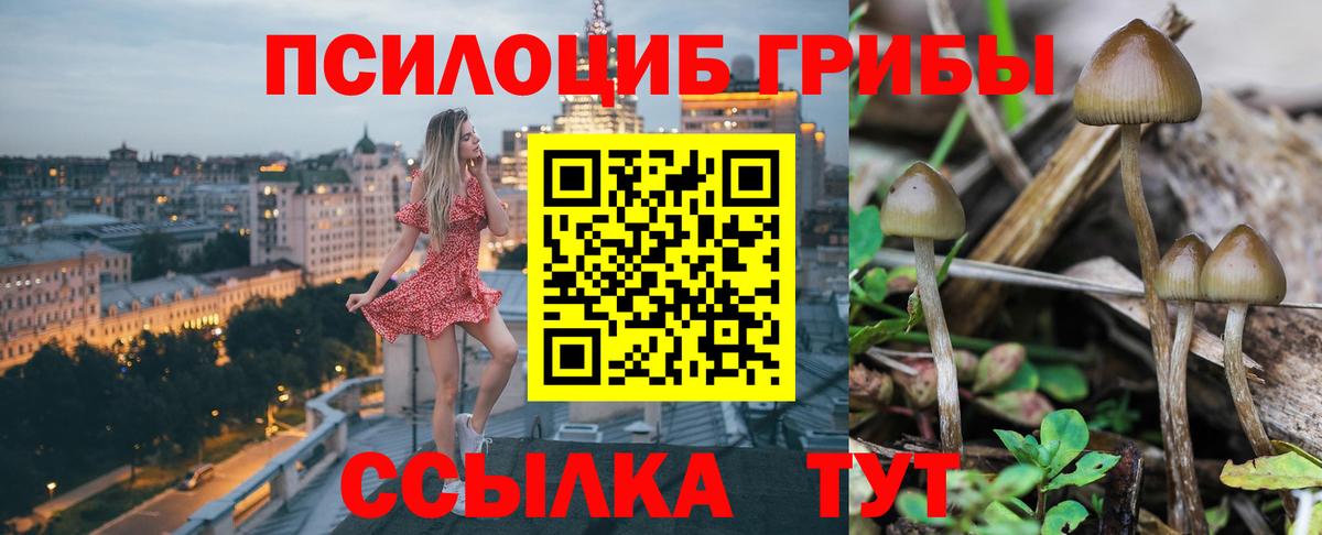 Бузулук  где найти   Вход с VPN  Галлюциногенные грибы мицелий 